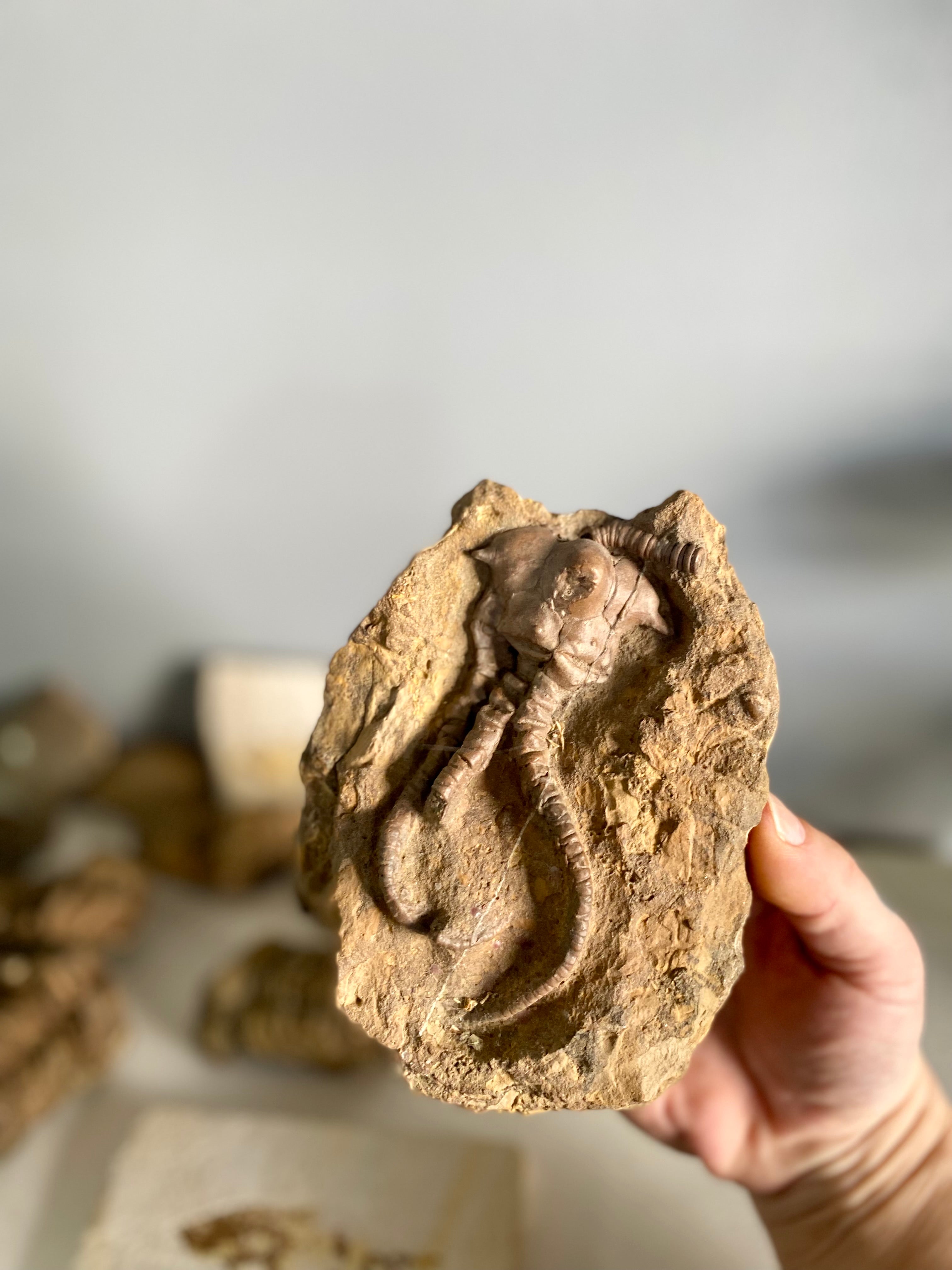 Crinoid Fossil