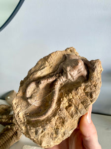 Crinoid Fossil