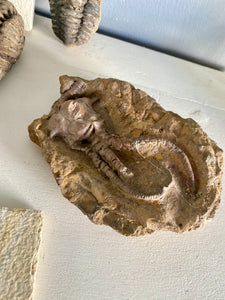 Crinoid Fossil