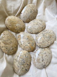 Fossil Coral Palm Stone