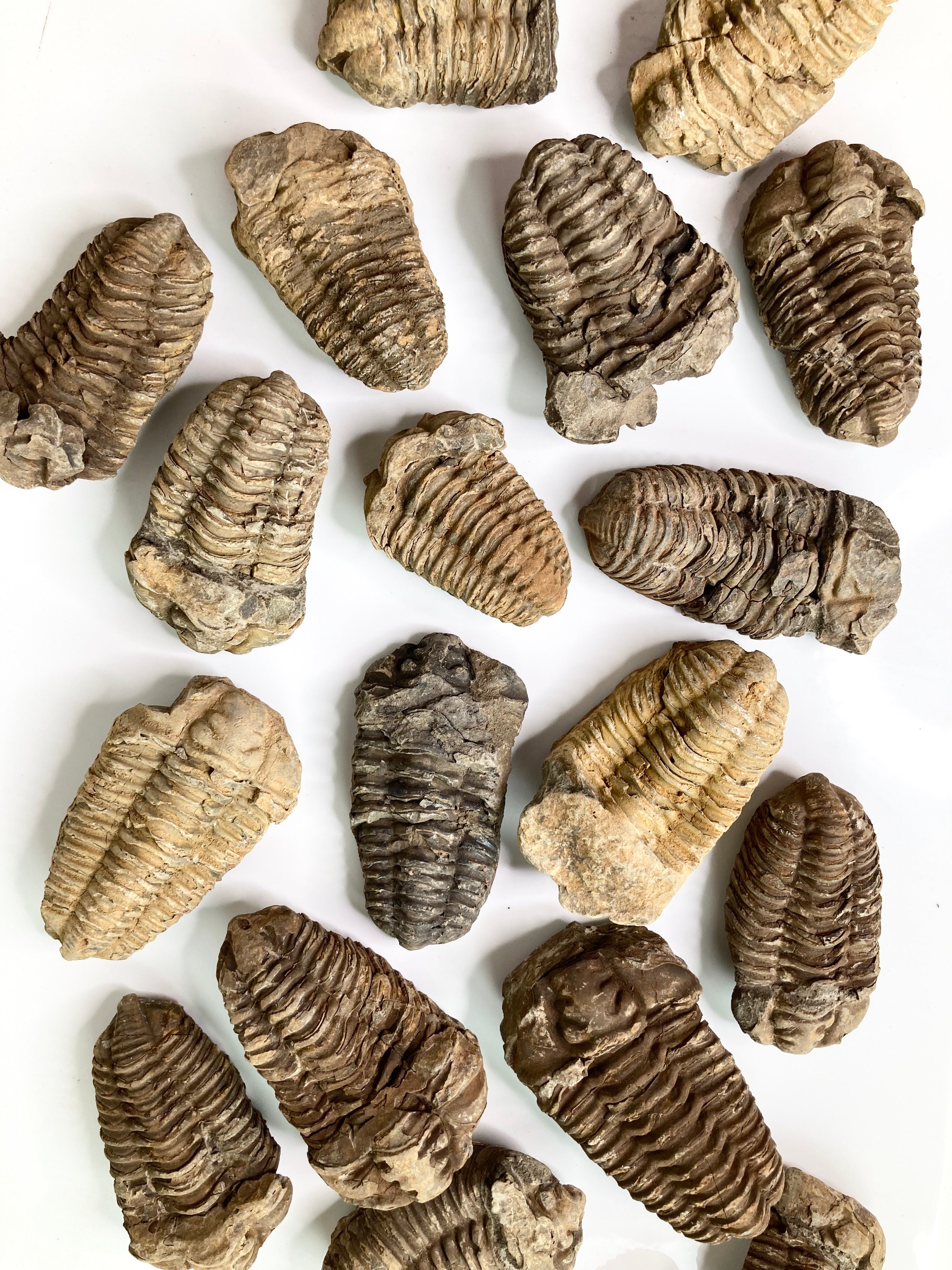 Trilobite Fossil