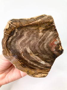 Wood Fossil