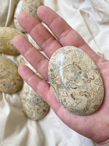 Fossil Coral Palm Stone