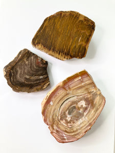 Wood Fossil